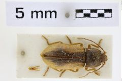 Foto (Dorsalansicht) von Penia pseudoplagiata (NHMW-ZOO-COL-0008711)